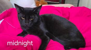 Midnight -  Domestic Short Hair Cat for Adoption in Oviedo, Florida - Midnight | PetCurious