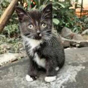 Rescue Domestic Short Hair Cats for Adoption in Portsmouth, Ohio - Sawyer | PetCurious