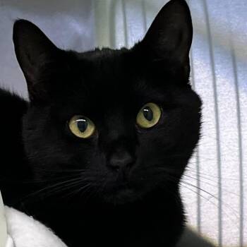 Domestic Short Hair Cats Available for Adoption in Baltimore, Maryland - Kaido | PetCurious