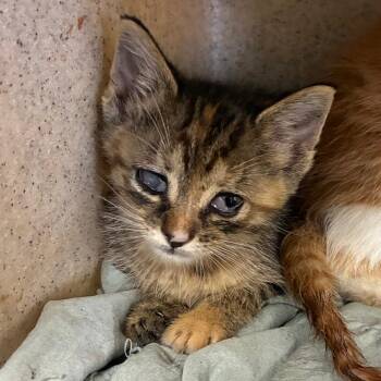 Arla -  Domestic Short Hair Cat for Adoption in San Antonio, Texas - Arla | PetCurious