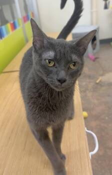 Annie Calls -  Russian Blue and Domestic Short Hair Cat for Adoption in Houston, Texas - Annie Calls | PetCurious