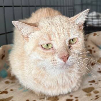 Rescue Domestic Short Hair Cats for Adoption in Yucaipa, California - Aelin | PetCurious