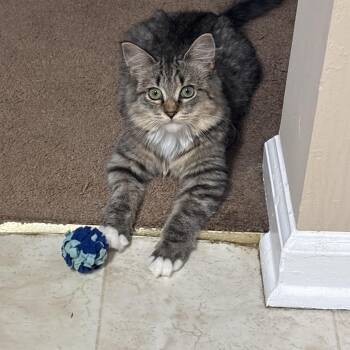Tiny Tina -  Domestic Medium Hair Cat for Adoption in Bellmawr, New Jersey - Tiny Tina | PetCurious