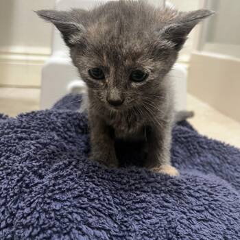 Hannah -  Domestic Short Hair Cat for Adoption in Los Angeles, California - Hannah | PetCurious