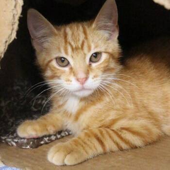 Winky -  Domestic Short Hair Cat for Adoption in Des Moines, Iowa - Winky | PetCurious