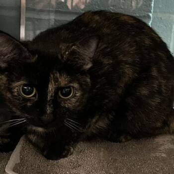Domestic Short Hair Cats Available for Adoption in Baltimore, Maryland - Reeses | PetCurious