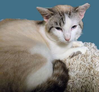 Billie -  Siamese and Tabby Cat for Adoption in New Albany, Ohio - Billie | PetCurious