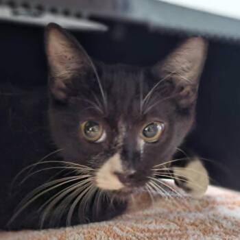 109656 -  Domestic Short Hair Cat for Adoption in Las Cruces, New Mexico - 109656 | PetCurious