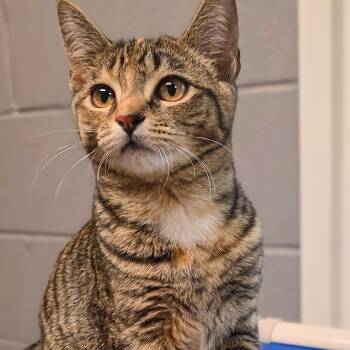 Tabby Cats Available for Adoption in Gainesville, Texas - Cassidy | PetCurious
