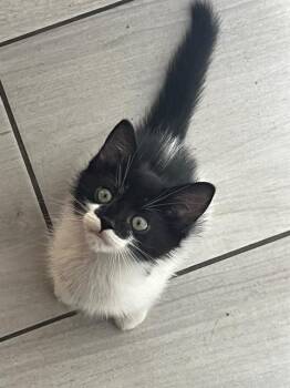 SWEETS -  Domestic Short Hair Cat for Adoption in Tustin, California - SWEETS | PetCurious