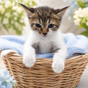 Forrest -  Domestic Short Hair Cat for Adoption in Columbiana, Alabama - Forrest | PetCurious