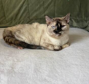 TAJH -  Siamese Cat for Adoption in Jefferson, Louisiana - TAJH | PetCurious
