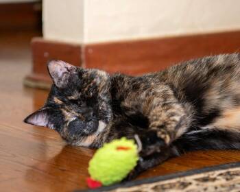 Rescue Tortoiseshell Cats for Adoption in Pittsburgh, Pennsylvania - Coco | PetCurious