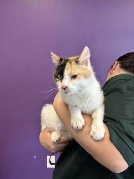 *Lady Catherine* -  Domestic Short Hair Cat for Adoption in Salt Lake City, Utah - *Lady Catherine* | PetCurious