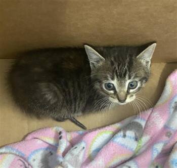 Domestic Short Hair Cats Available for Adoption in Dallas, Texas - SWEETIE PIE | PetCurious