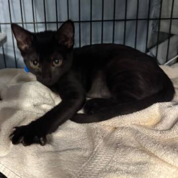 Gabriel -  Domestic Short Hair Cat for Adoption in Lakeland, Florida - Gabriel | PetCurious