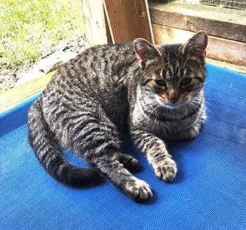 Domestic Short Hair Cats Available for Adoption - Isis | PetCurious