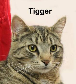 Domestic Short Hair and Tabby Cats Available for Adoption in Stowe, Pennsylvania - Tigger Fuh.-Gran. (sweet Mr. "Love-Bug") | PetCurious