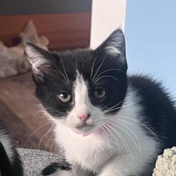 Nilla -  American Shorthair Cat for Adoption in Newberg, Oregon - Nilla | PetCurious
