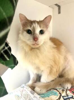 Domestic Medium Hair Cats Available for Adoption - Aurora (ID 50587/768) | PetCurious