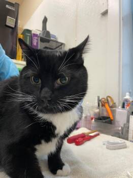 Domestic Short Hair Cats Available for Adoption in Cumberland, Maine - Rouger | PetCurious