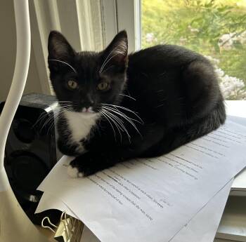 Rescue American Shorthair Cats for Adoption in Bennington, Vermont - Ziggy | PetCurious