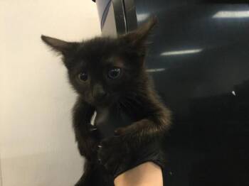 BUZZ -  Domestic Short Hair Cat for Adoption in Thousand Palms, California - BUZZ | PetCurious