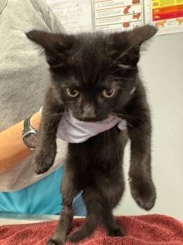 Megan -  Domestic Short Hair Cat for Adoption in Bloomington, Indiana - Megan | PetCurious