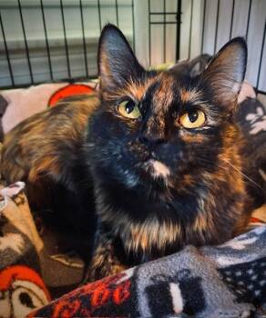 Amelia -  Domestic Long Hair Cat for Adoption in Duxbury, Massachusetts - Amelia | PetCurious