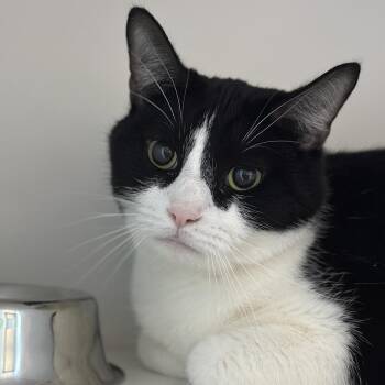 Domestic Short Hair Cats Available for Adoption in Matteson, Illinois - Petey Pablo | PetCurious