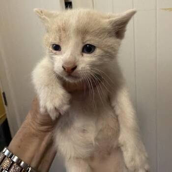 Fin -  Domestic Short Hair Cat Available for Adoption in Pennsville Township, New Jersey - Fin | PetCurious