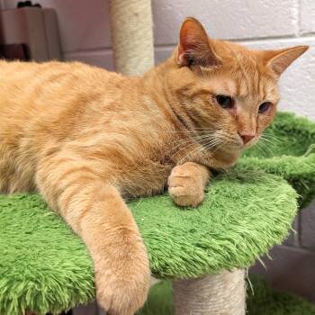 Domestic Short Hair Cats Available for Adoption - Oakley | PetCurious