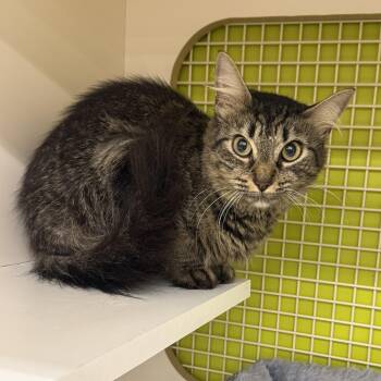Acacia -  Domestic Medium Hair Cat for Adoption - Acacia | PetCurious