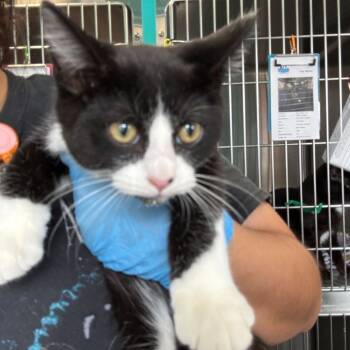 Rescue Domestic Short Hair Cats for Adoption in Davenport, Iowa - Meowilyn Manson | PetCurious