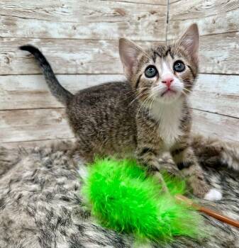 Domestic Short Hair Cats Available for Adoption in Lexington, Kentucky - Mongo | PetCurious