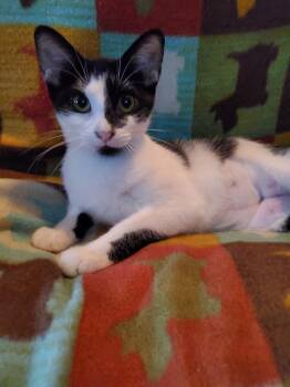 Rescue Domestic Short Hair Cats for Adoption in Spring, Texas - Inkblot - Riley Fuzzel Petsmart | PetCurious