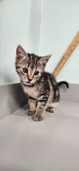 Caramel -  Domestic Medium Hair Cat for Adoption in Athens, Tennessee - Caramel | PetCurious
