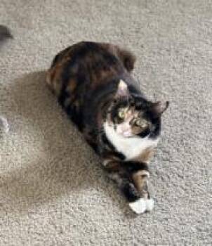 Sapphire -  Domestic Short Hair Cat for Adoption in Fairfax, Virginia - Sapphire | PetCurious
