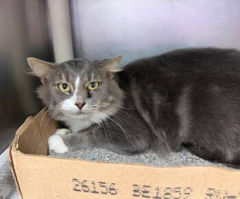 Doom -  Domestic Long Hair Cat for Adoption in Cincinnati, Ohio - Doom | PetCurious