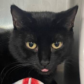 Rescue Domestic Short Hair Cats for Adoption in Cumming, Georgia - Kathleen | PetCurious