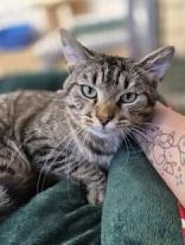 Domestic Short Hair Cats Available for Adoption in Woodstock, Illinois - Tigger | PetCurious