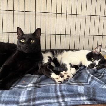 Domestic Short Hair Cats Available for Adoption in West Milford, New Jersey - Walter & Rupert | PetCurious