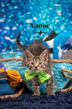 Canoe -  Domestic Short Hair Cat Available for Adoption in Sevierville, Tennessee - Canoe | PetCurious