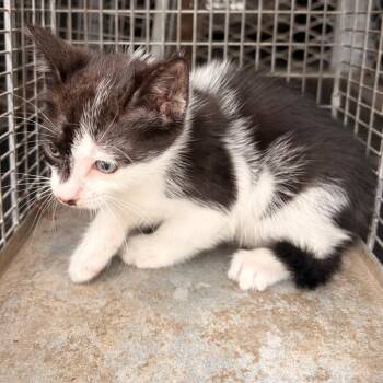 Dave -  Domestic Short Hair Cat for Adoption in Edinburg, Texas - Dave | PetCurious