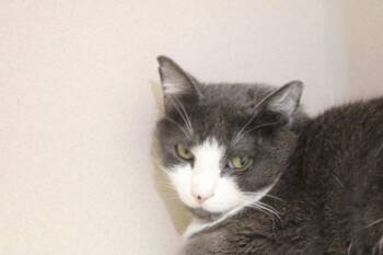 Church -  Domestic Short Hair Cat for Adoption in Morgantown, Kentucky - Church | PetCurious