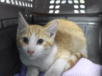 SOOS -  Domestic Short Hair Cat for Adoption in Omaha, Nebraska - SOOS | PetCurious