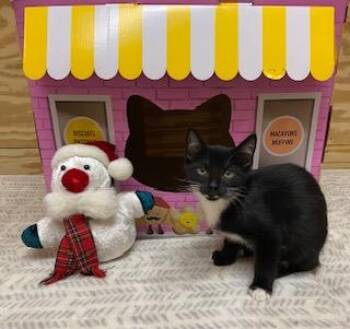 Rescue Tuxedo Cats for Adoption in Southern Pines, North Carolina - Casey | PetCurious