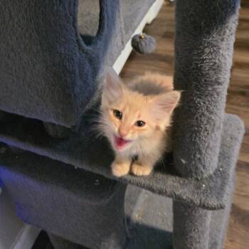 Domestic Long Hair Cats Available for Adoption in Fort Worth, Texas - Morris | PetCurious