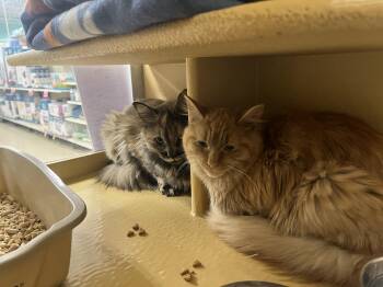 Domestic Long Hair Cats Available for Adoption in Worcester, Massachusetts - Callie And Skitty | PetCurious