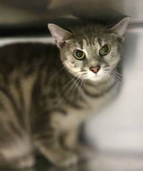 Rescue Domestic Short Hair Cats for Adoption in Sheboygan, Wisconsin - Atlas | PetCurious